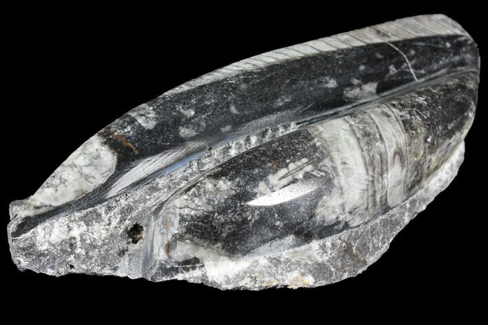 Polished Orthoceras (Cephalopod) Fossils - Morocco #96609